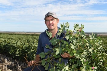 Cotton aiding weed control on Bellata country