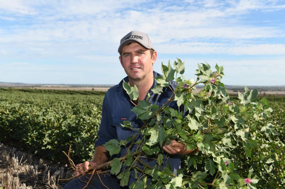 Cotton aiding weed control on Bellata country