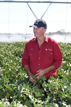 Cotton rejuvenating southern NSW towns