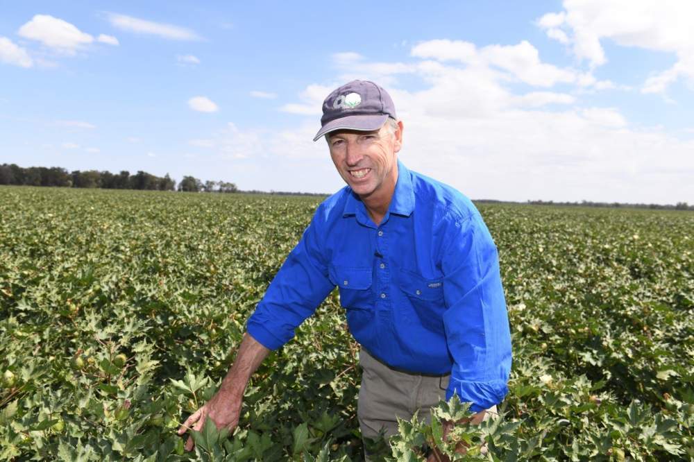 Improved varieties helping make cotton viable at Forbes